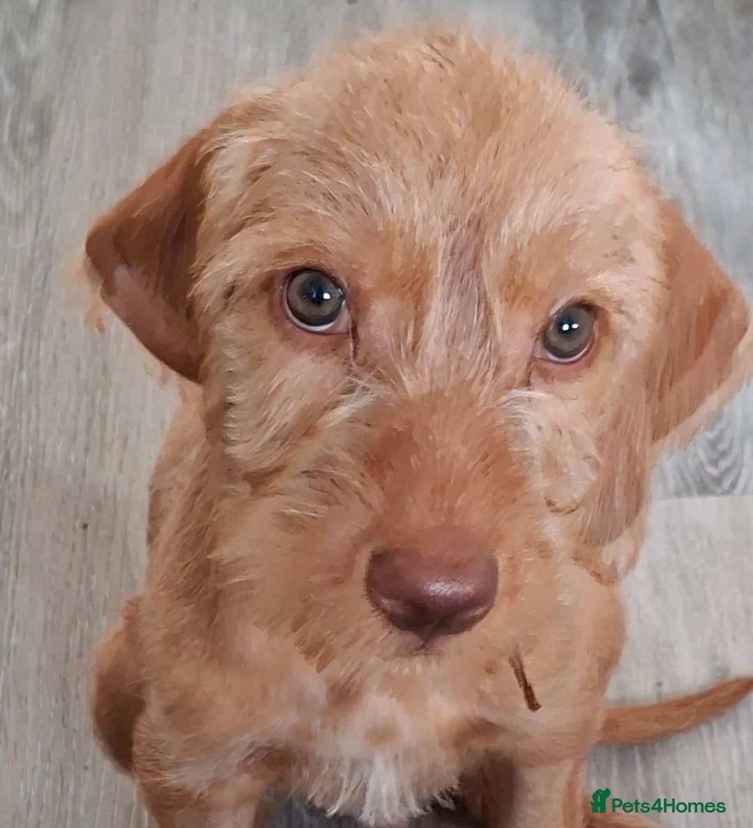 Hungarian Vizsla dogs for sale: 1 dog and 1 bitch available from 21st of August.  - Image 2