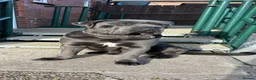 Cane Corso dogs for sale: Blue cane corso puppies  - Advert 7