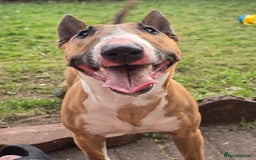 Miniature Bull terrier dogs for sale: Miniature Bull Terrier  - Image 16