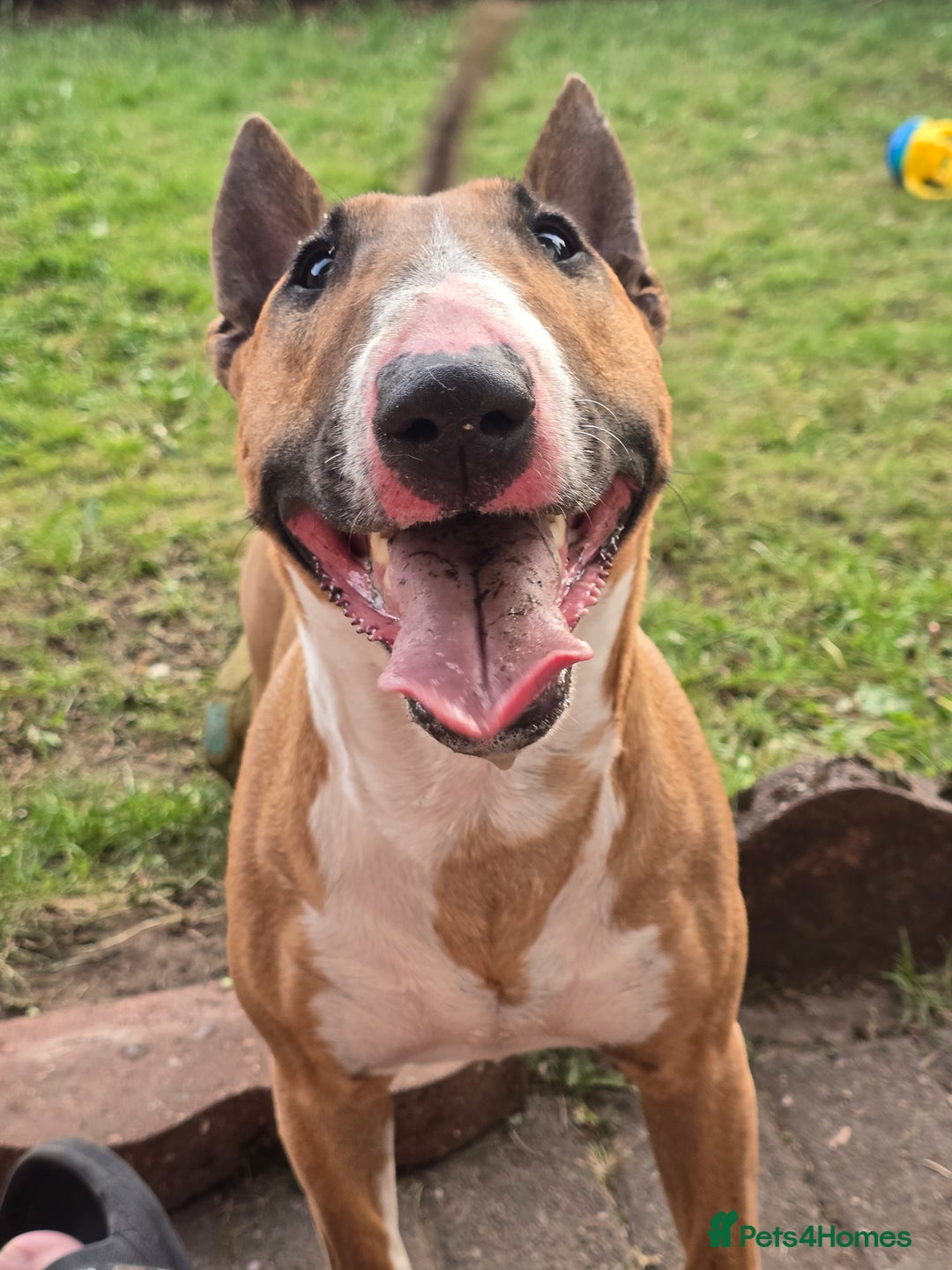 Miniature Bull terrier dogs for sale: Miniature Bull Terrier  - Image 16