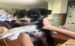 Border Collie dogs for sale: 7 collie puppies available end of October  - Image 10