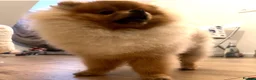 Pomeranian dogs for stud: 🐾 Handsome High-Pedigree Pomeranian Stud 🐾 in London - Advert 3