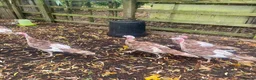 Turkeys poultry for sale: Bourbon Red turkey poults for sale  - Advert 4