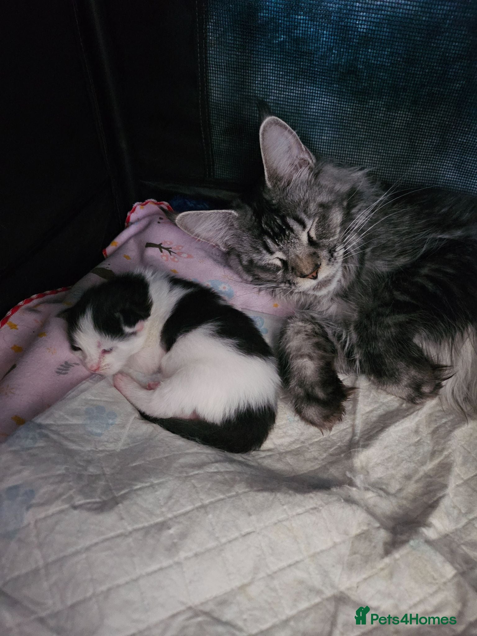 Maine Coon cats Maine Coon Kittens – 3 GCCF Boys - Advert 1