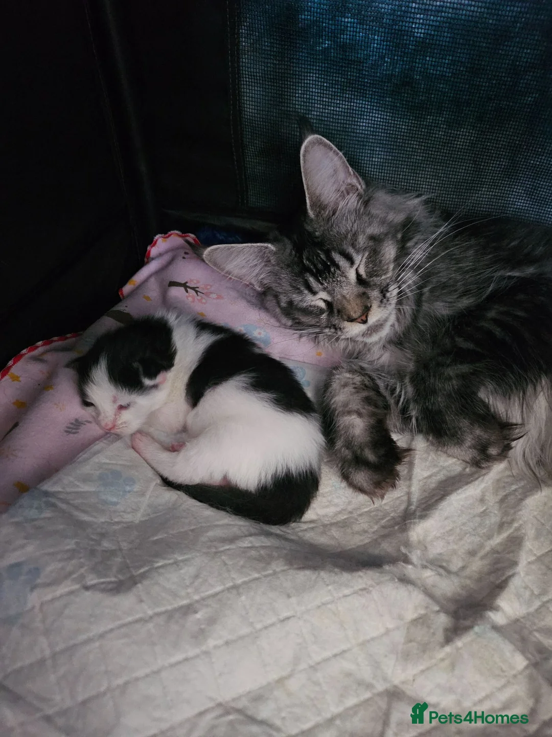 Maine Coon cats for sale: Maine Coon Kittens – 3 GCCF Boys - Advert 1