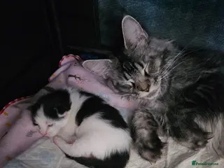 Maine Coon cats Maine Coon Kittens – GCCF Registered Boys - Advert 1
