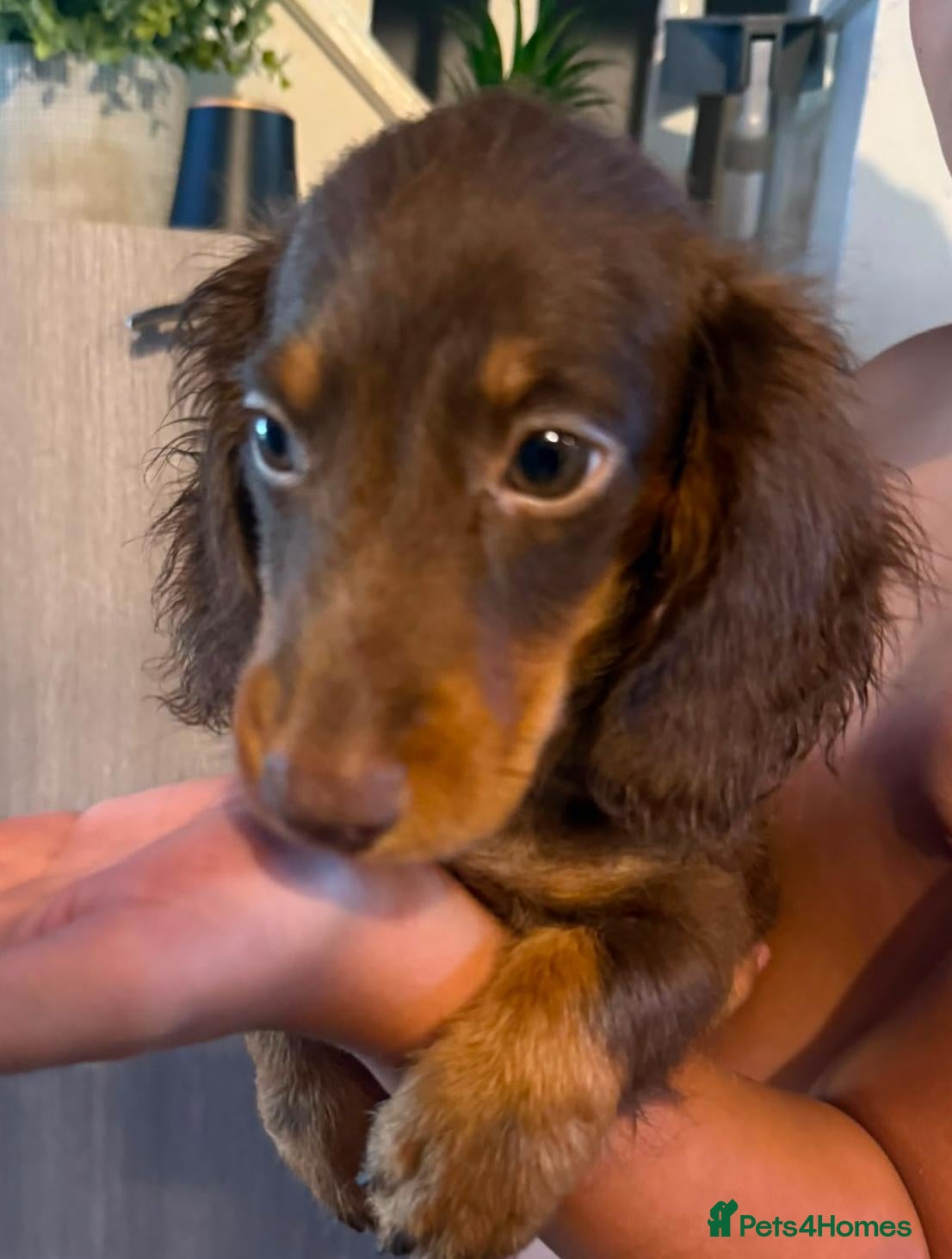 Dachshund dogs READY TO LEAVE!🥰 1 BOY LEFT AVAILABLE🥰 - Advert 1