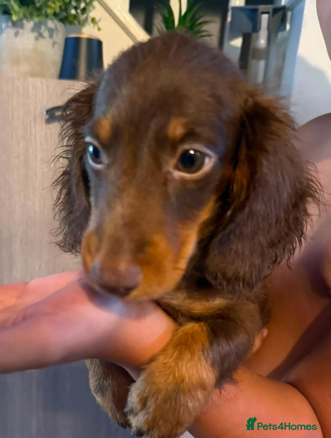 Dachshund dogs for sale: 1 BOY LEFT AVAILABLE🥰  - Advert 2
