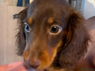 Dachshund dogs READY TO LEAVE!🥰 1 BOY LEFT AVAILABLE🥰 - Advert 1