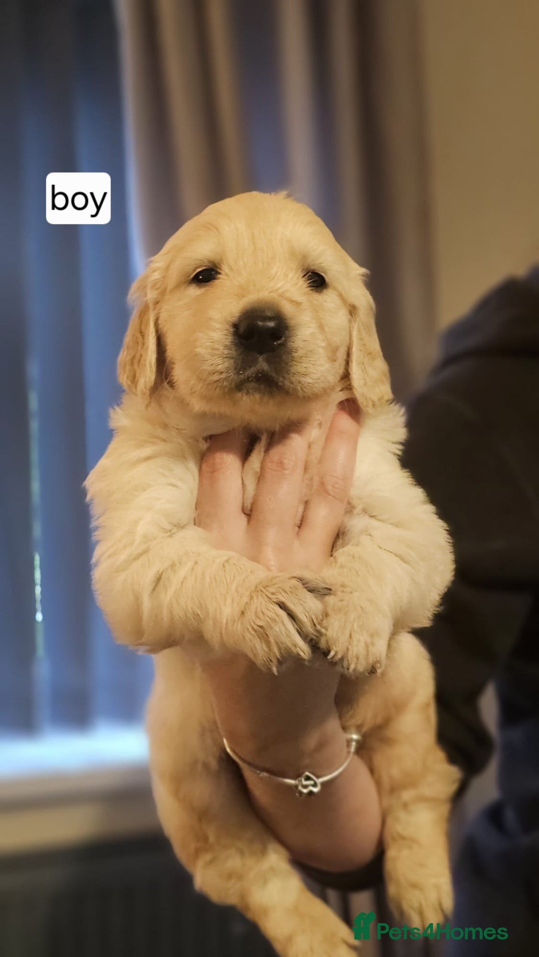 Golden Retriever dogs for sale: Golden retriever puppies - Image 9