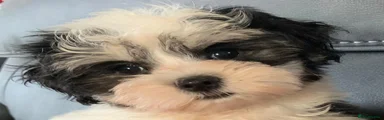 Maltese 2