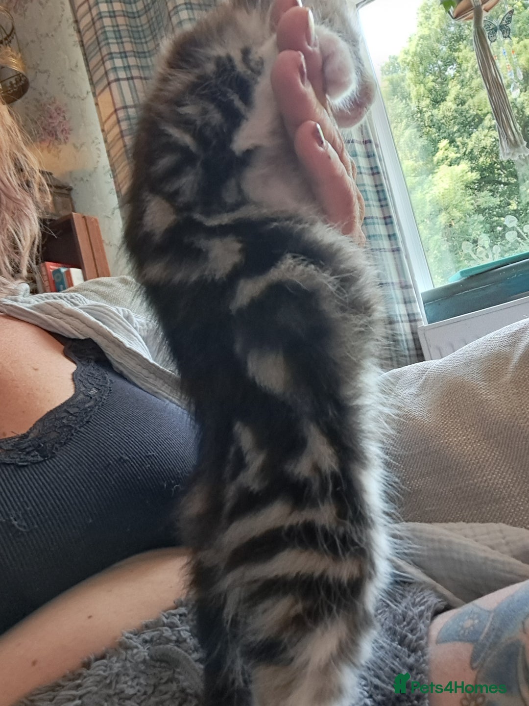 Maine Coon cats for sale: Maine Coon X kittens  - Image 9