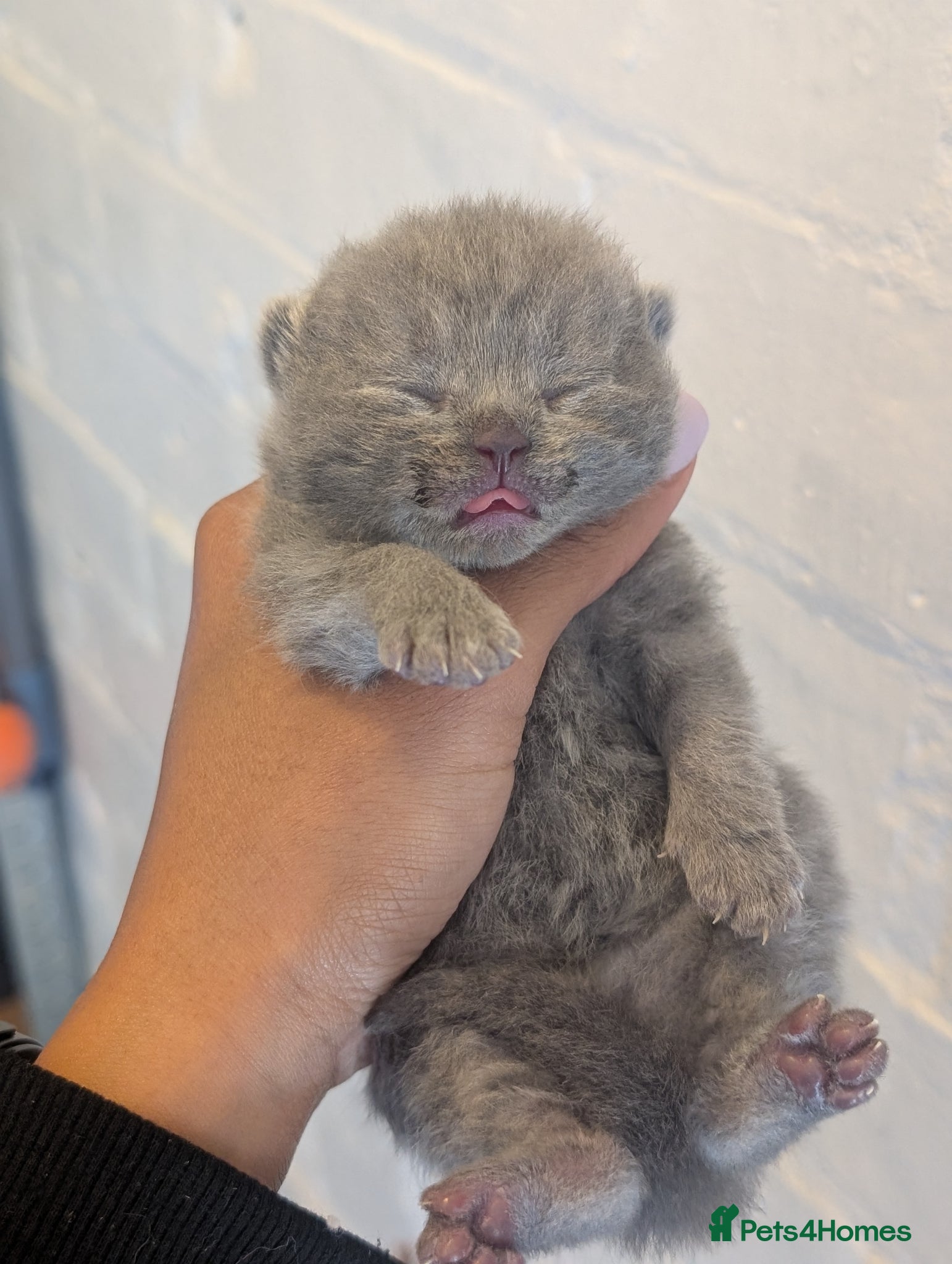 British Shorthair cats GCCF British Shorthair kittens  - Advert 12