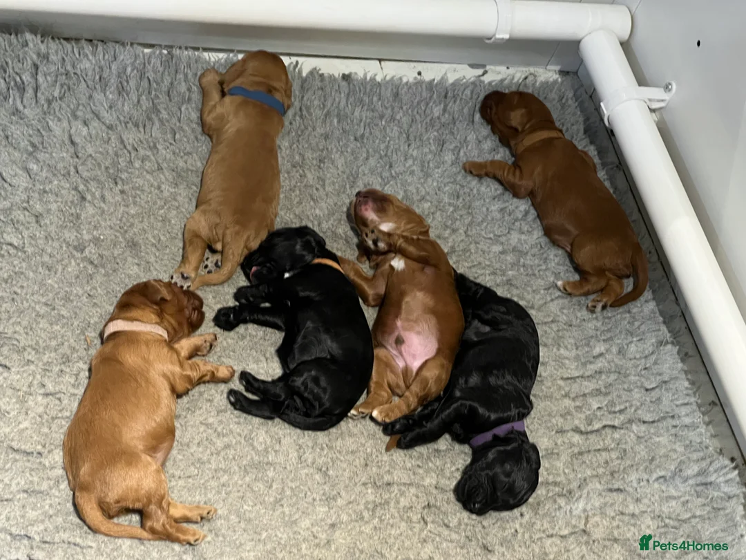 Cockapoo dogs for sale: Gorgeous F1 cockapoos🥰🥰 - Advert 9