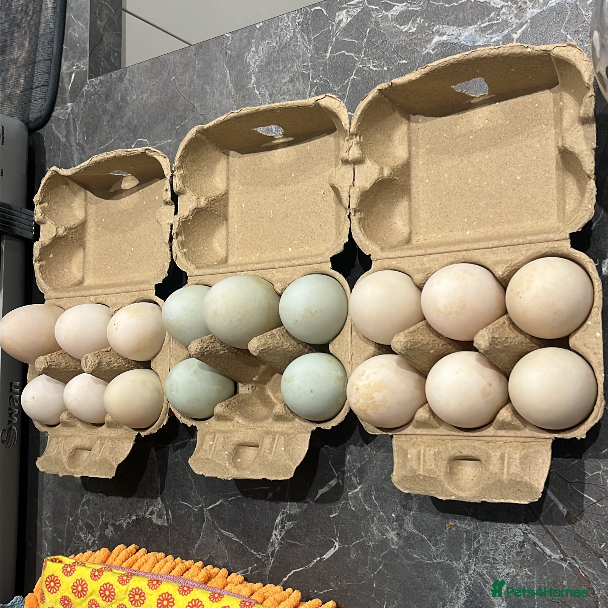 Ducks poultry Fertile Indian runner duck x khaki Campbell eggs  - Advert 1