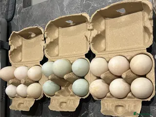 Ducks poultry Fertile Indian runner duck x khaki Campbell eggs - Advert 13