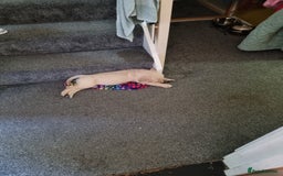 Goldador dogs for sale: Maggie 1 yr old labrador x golden retriever - Image 8