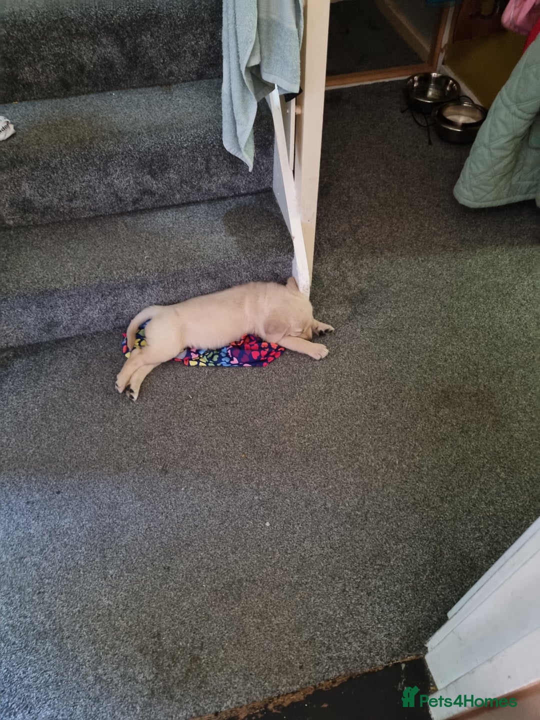 Goldador dogs for sale: Maggie 1 yr old labrador x golden retriever - Image 8