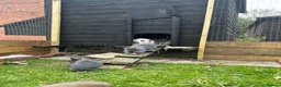 Lionhead rabbits for sale: Lion head bunnies in Whitchurch - Advert 5