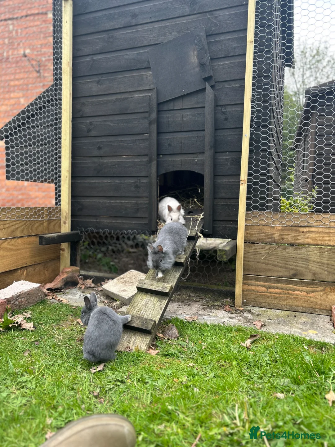 Lionhead rabbits for sale: Lion head bunnies in Whitchurch - Advert 5