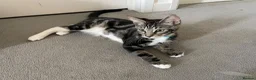 Mixed Breed cats for sale: Mixed breed (mum is a main coon) male kitten  - Advert 6