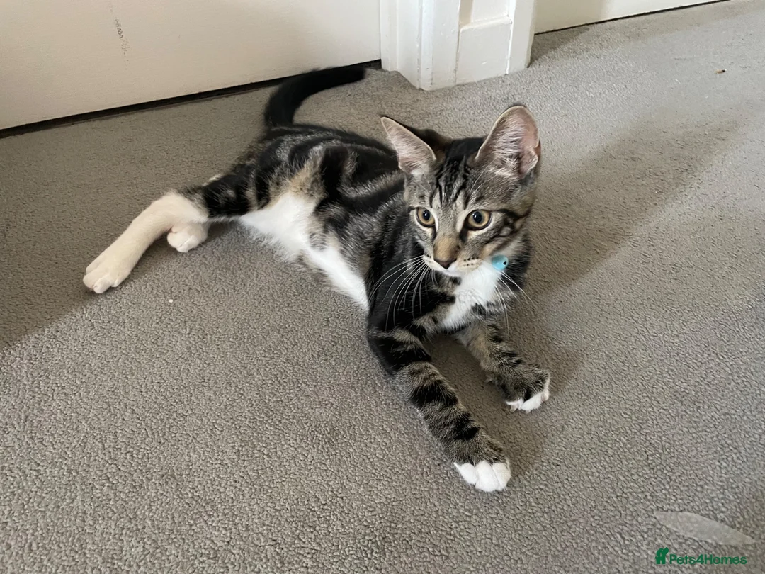 Mixed Breed cats for sale: Mixed breed (mum is a main coon) male kitten  - Advert 6