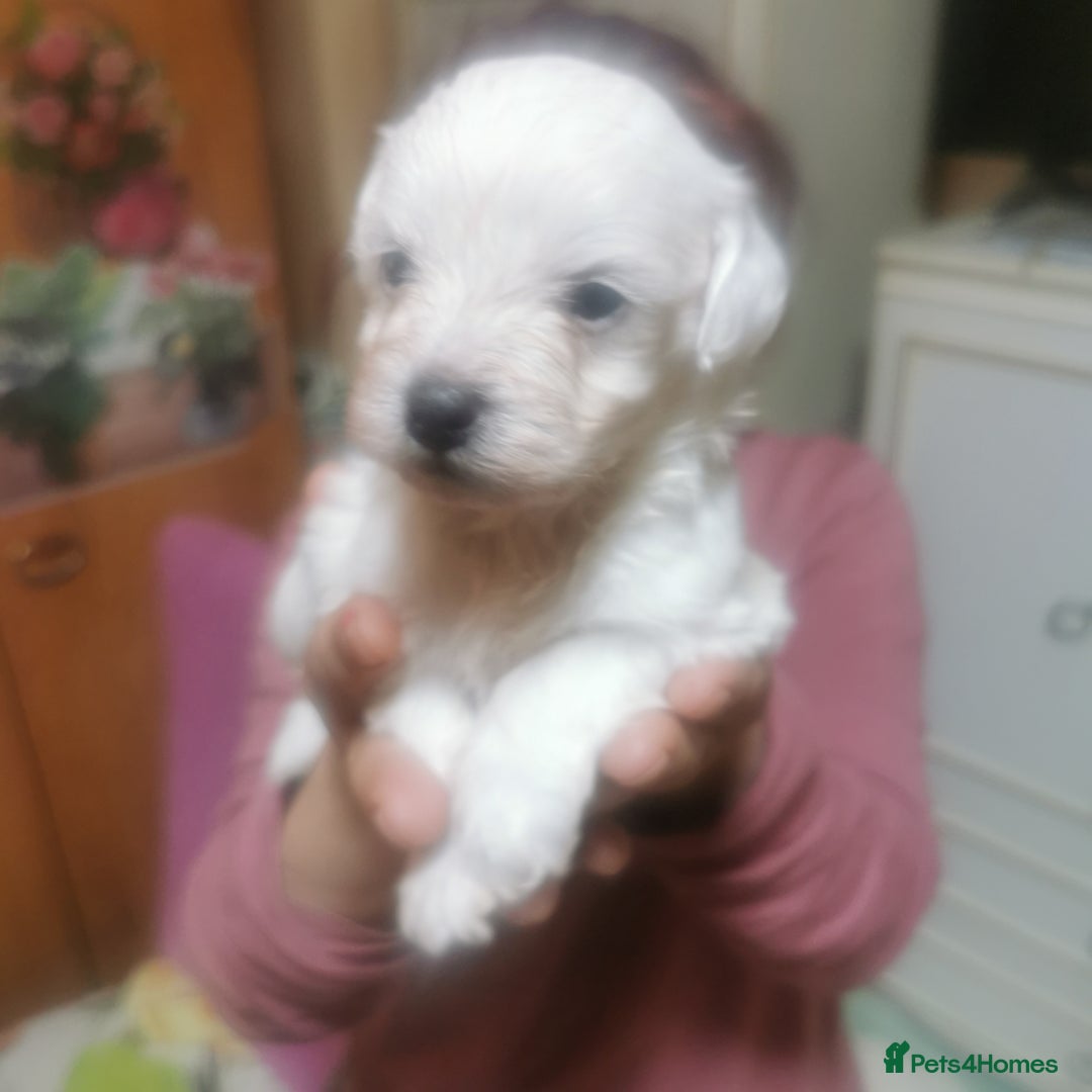 Maltese dogs for sale: Gorgeous Maltese Bichon puppies  - Advert 2