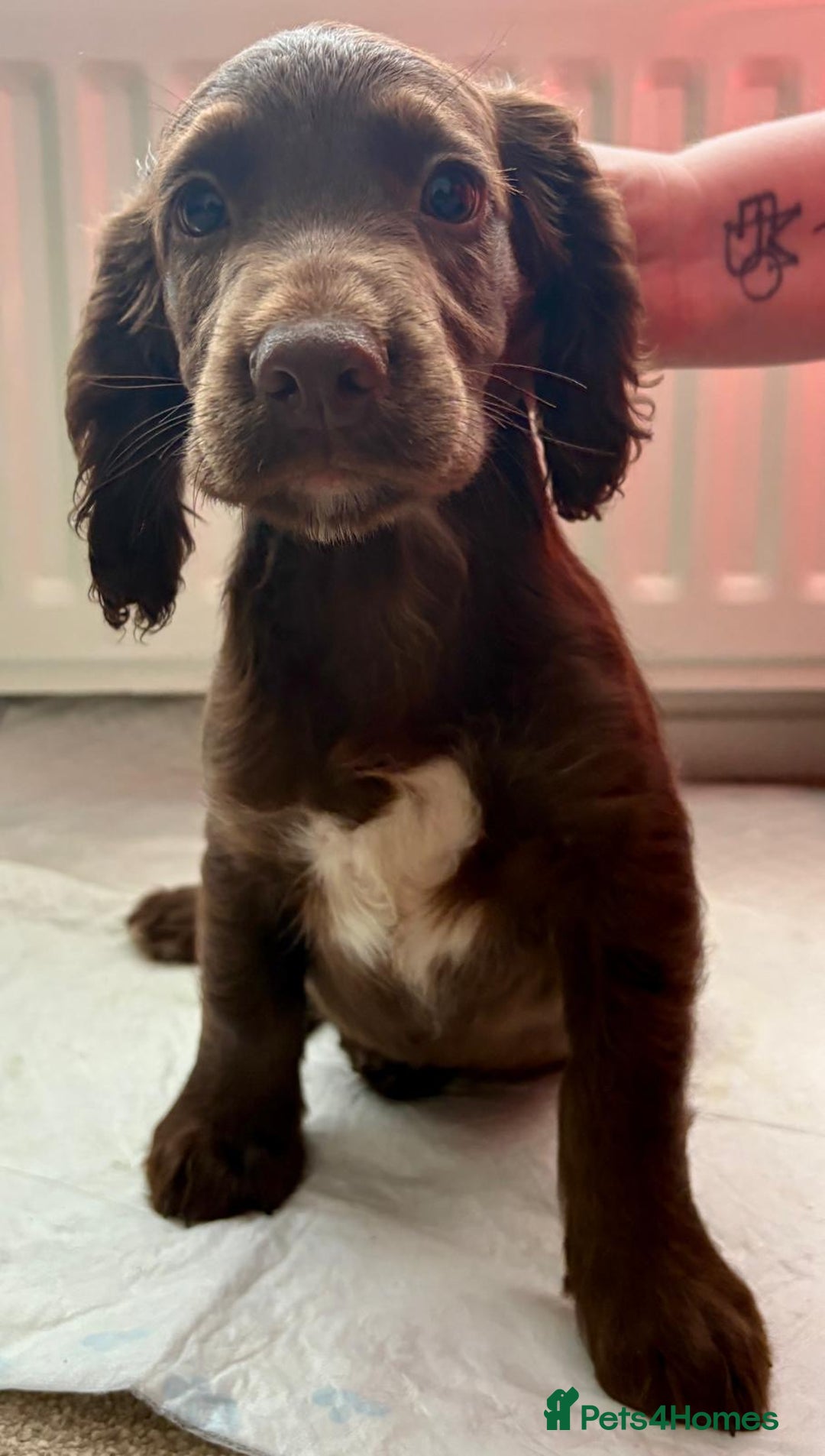 Cocker Spaniel dogs for sale: Top Working Line Cocker Spaniel Puppies in Bedlington - Image 2