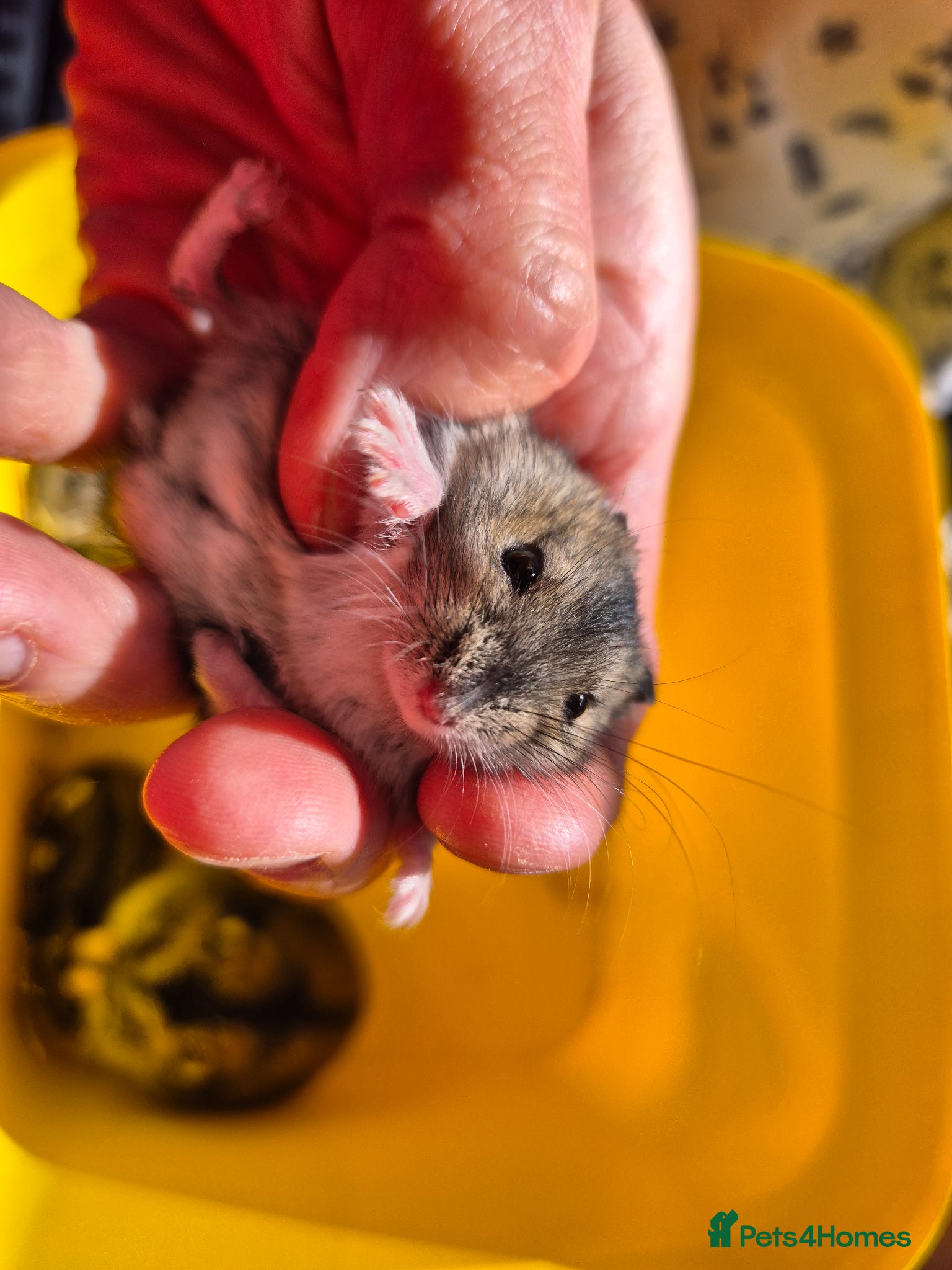 Hamster rodents for sale: Pedigree dwarf baby hamsters - Advert 7