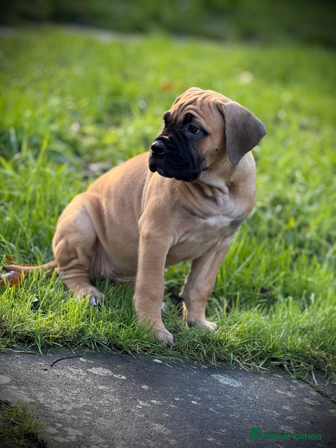 Cane Corso dogs for sale: 🐾PatoSquad Kennel🐾beautiful female available  - Advert 3