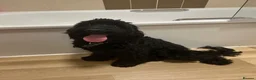 Cockapoo dogs for sale: 1 F2 male cockerpoo left - Advert 4