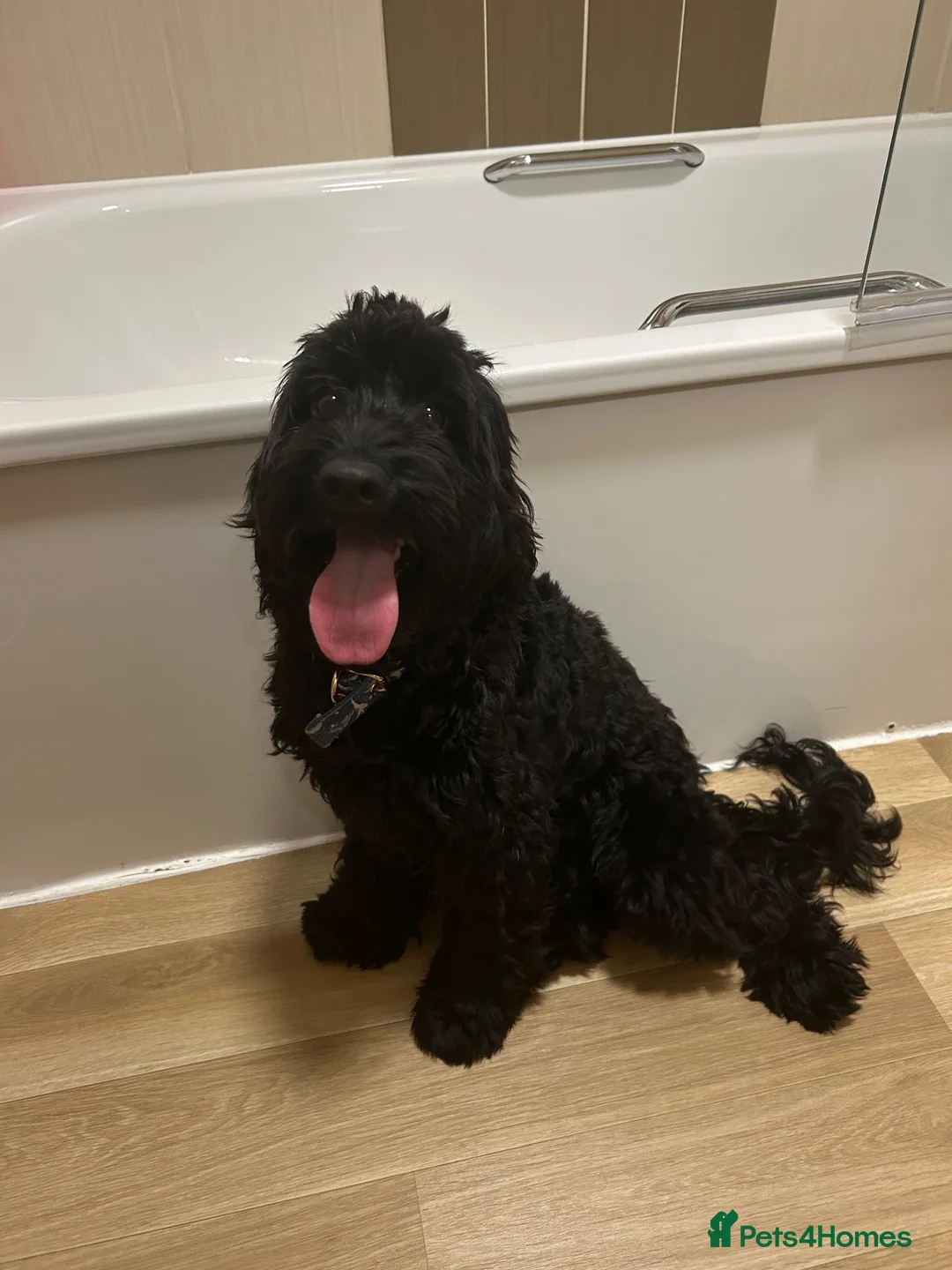 Cockapoo dogs for sale: 1 F2 male cockerpoo left - Advert 4