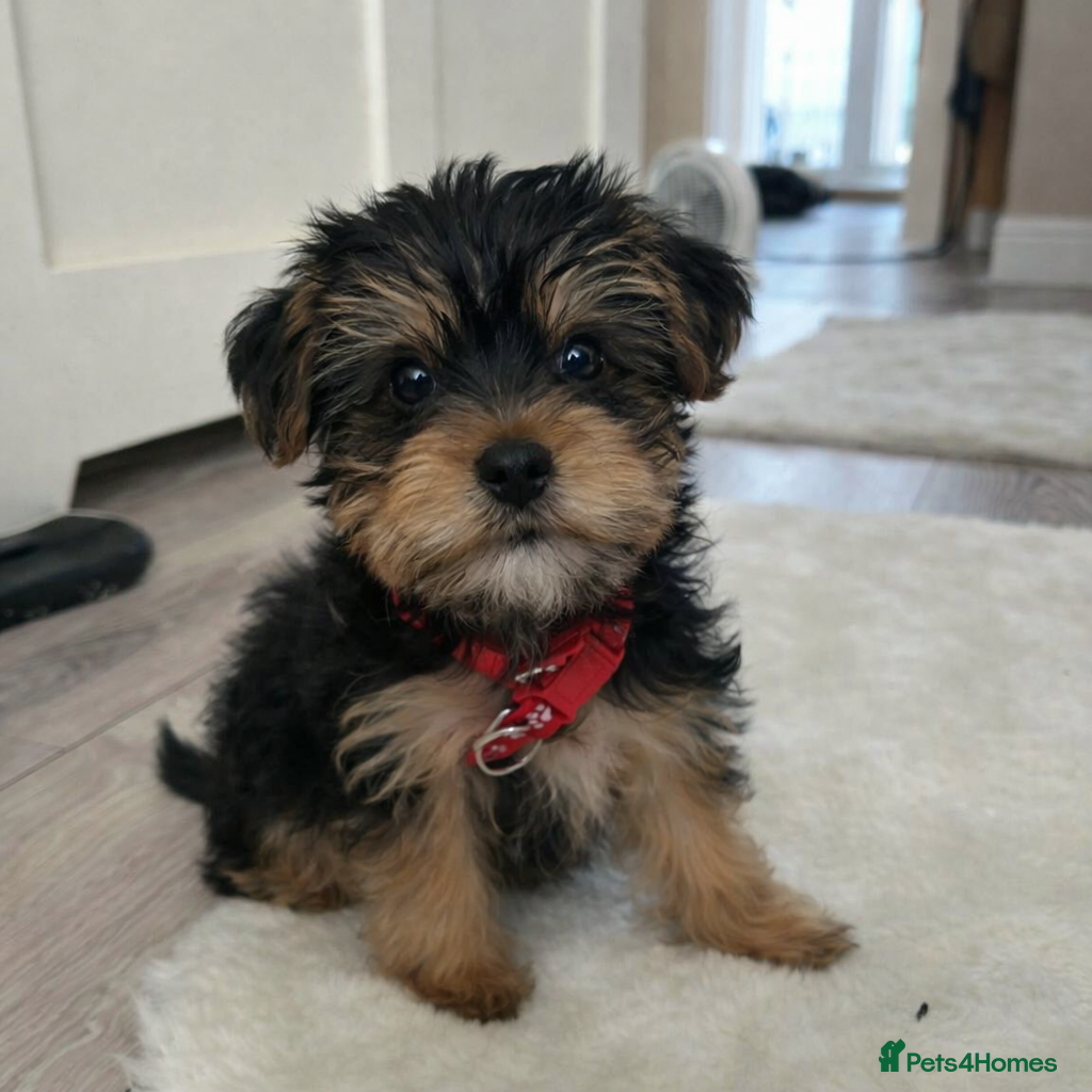 Yorkshire Terrier dogs 🐾Gorgeous yorkshire terriers pup - Advert 14