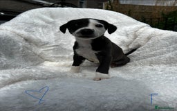 Whippet dogs for sale: KC whippet puppies  - Image 5