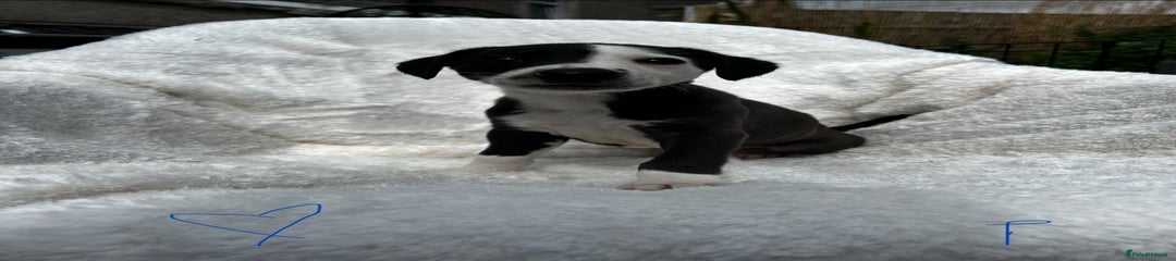 Whippet Puppy 3
