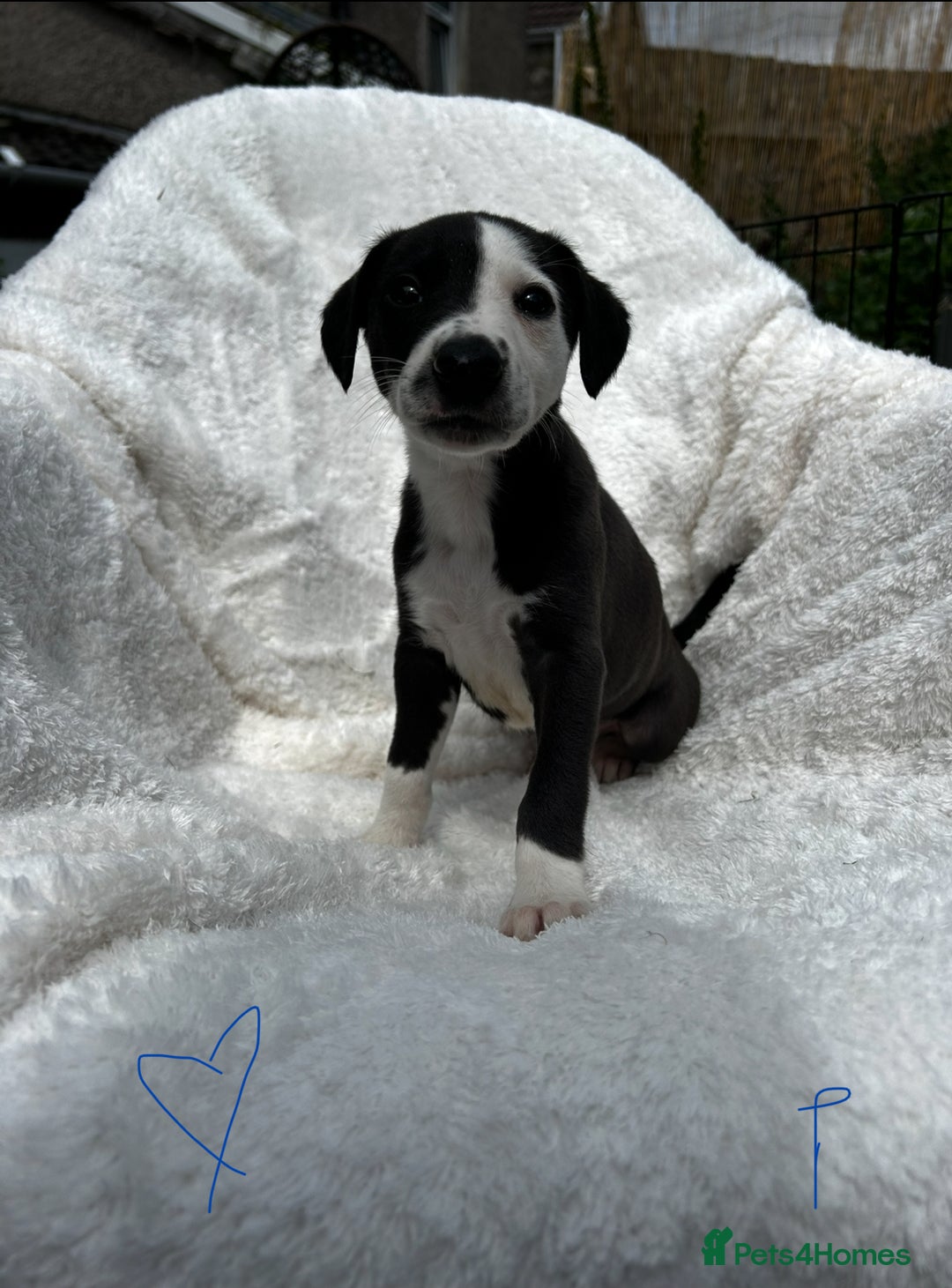 Whippet dogs for sale: KC whippet puppies  - Image 5