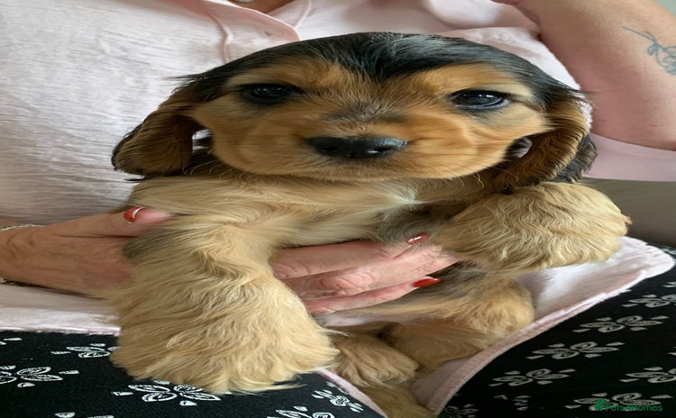Cocker Spaniel dogs in Abergele - Advert 3