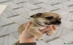 Chihuahua dogs for sale: 1 short haired chihuahua girl left  - Image 2