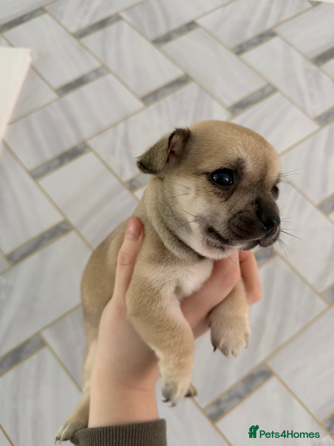 Chihuahua dogs for sale: 1 short haired chihuahua girl left  - Image 2