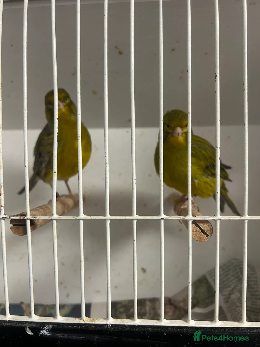 Mixed Breed birds for sale: Canaries, budgies - Advert 7
