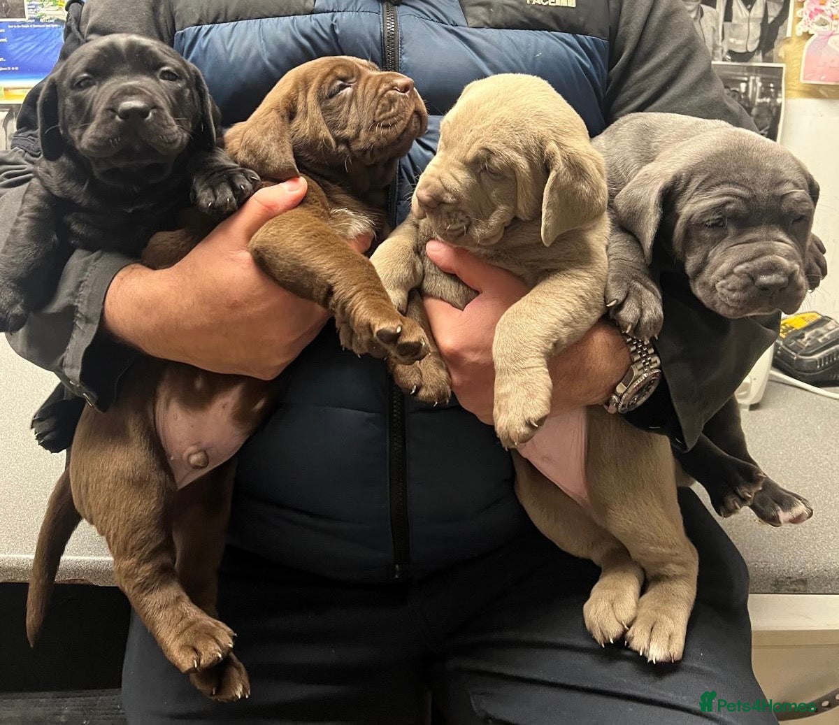 Bandog dogs Bandog mastiff pups for sale  - Advert 6