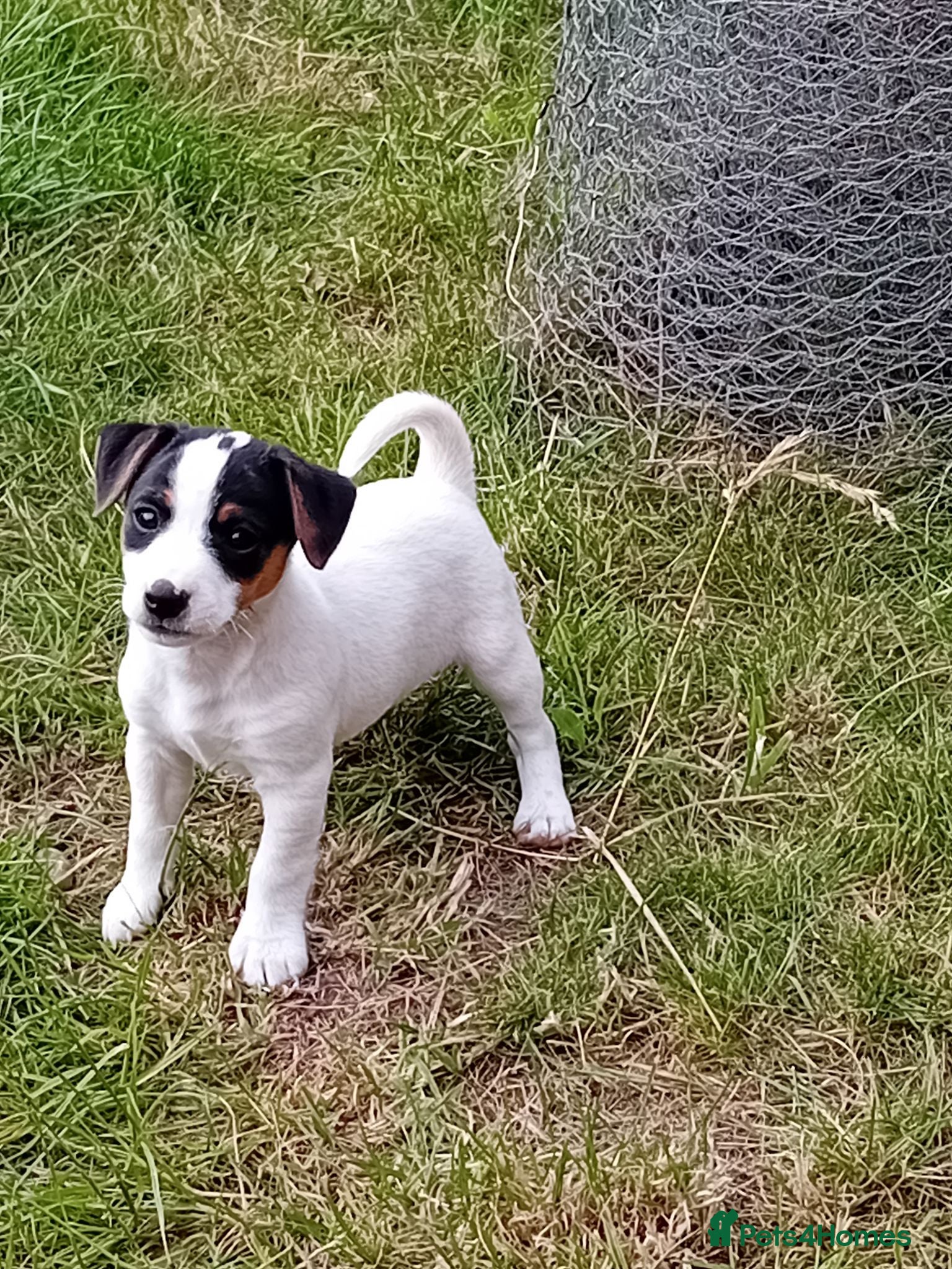 Jack Russell dogs Jack Russell Pups - Advert 7
