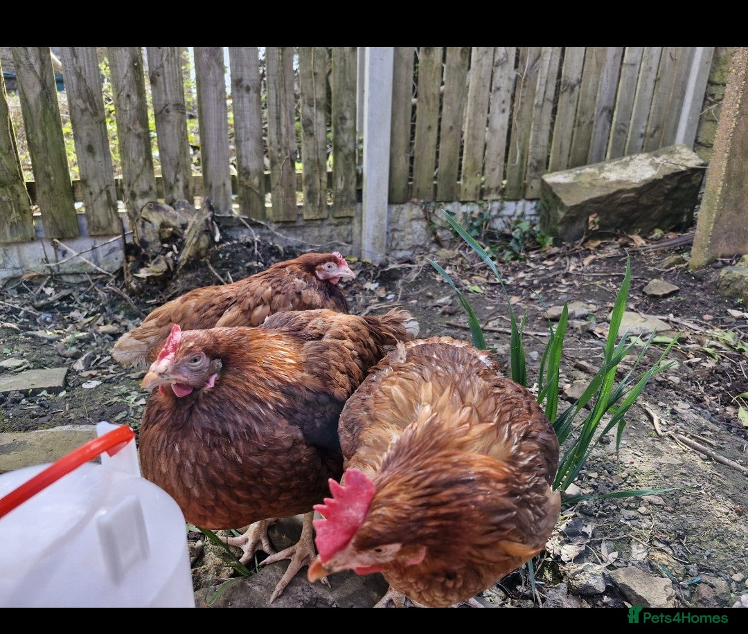 Hens poultry for sale: Brown Hens in Batley - Advert 2