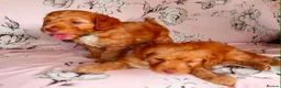 Cockapoo dogs for sale: Beautiful cocker poo puppies available  in Havercroft - Advert 24
