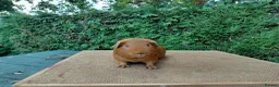 Guinea Pig rodents for sale: Baby guinea-pigs  - Advert 13