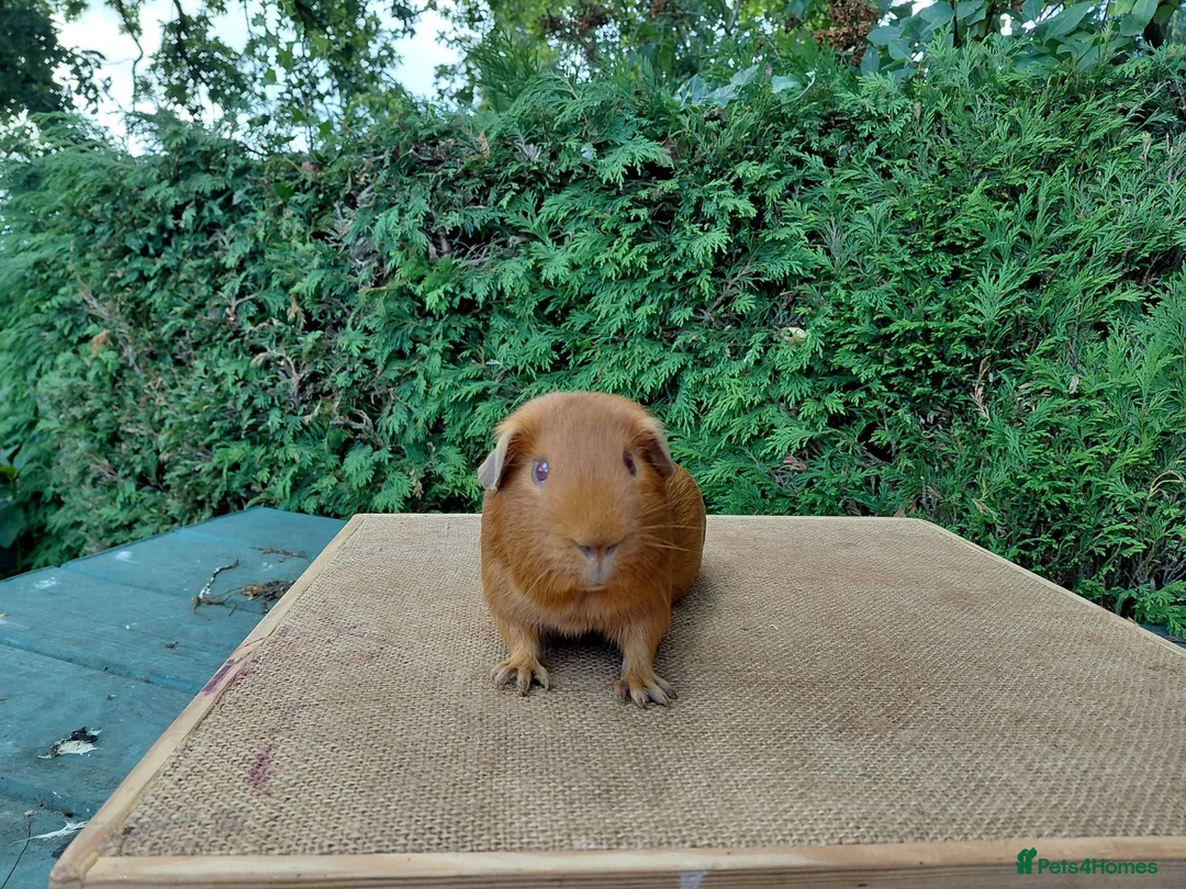 Guinea Pig rodents for sale: Baby guinea-pigs  - Advert 13