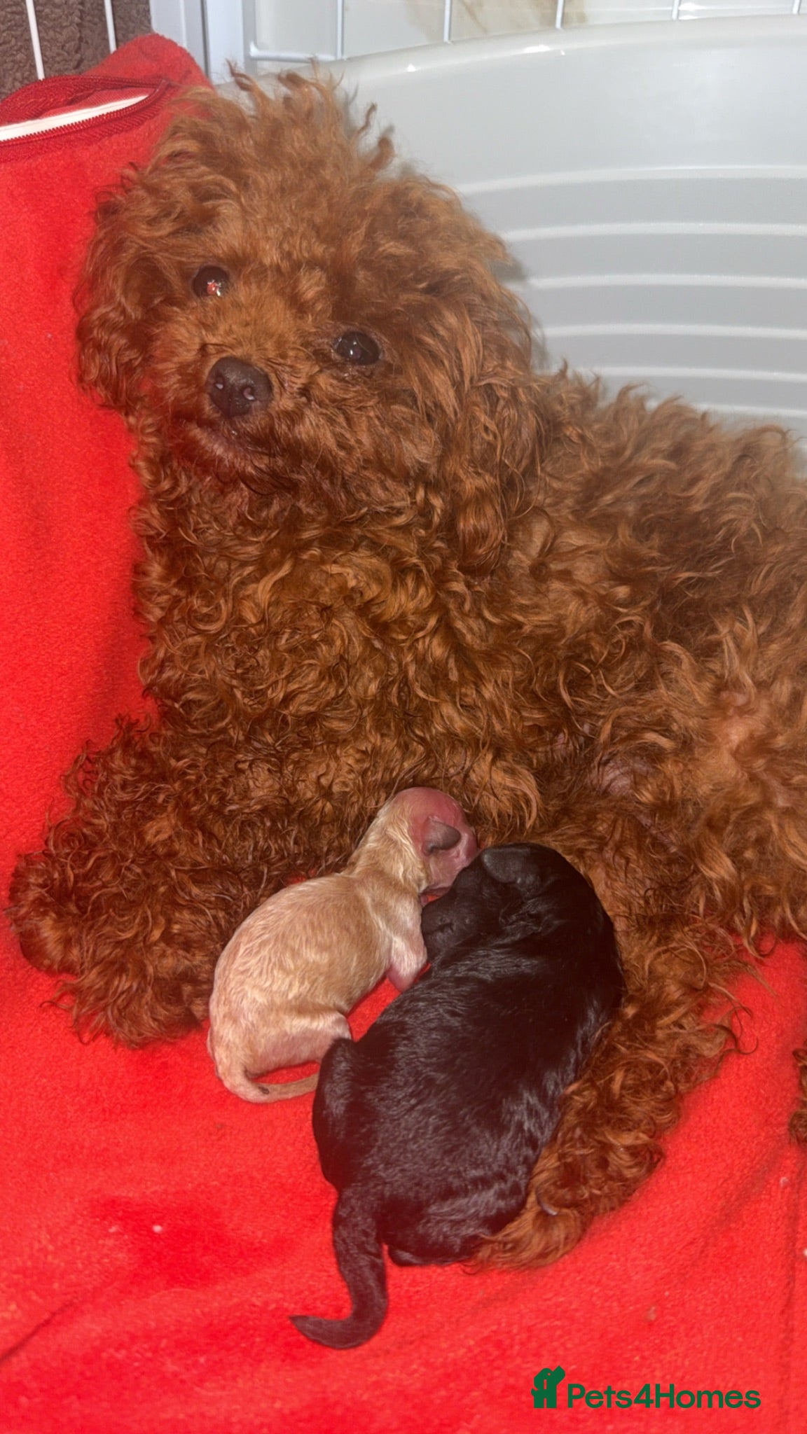 Toy Poodle dogs ASIAN TOY POODLE (import) 🩵  - Advert 1