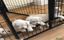 Miniature Schnauzer dogs for sale: KC registered White miniature schnauzers - Image 2