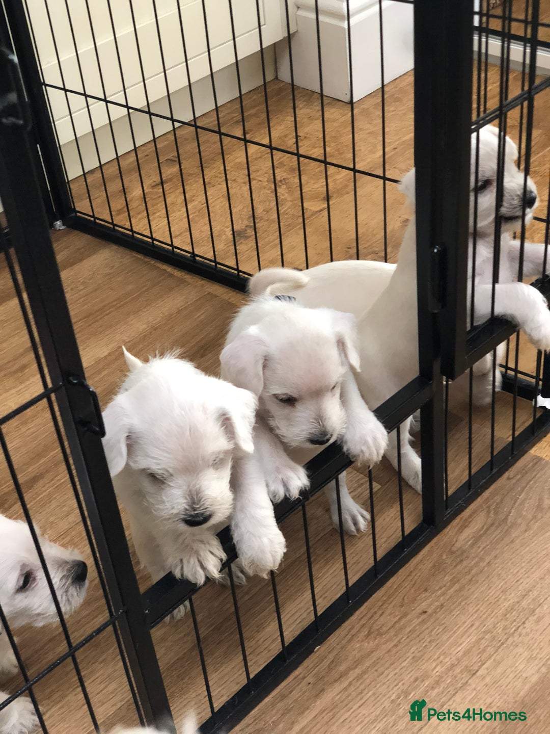 Miniature Schnauzer dogs for sale: KC registered White miniature schnauzers - Image 2