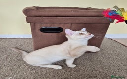 Burmilla cats for sale: Chocolate Silver Shaded Male Burmilla Kitten  - Image 5